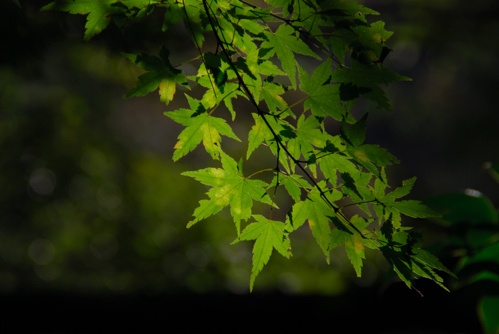 D80DSC_0694a.jpg