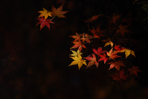 D80DSC_1058a.jpg