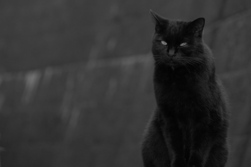 D80DSC_1193a.jpg
