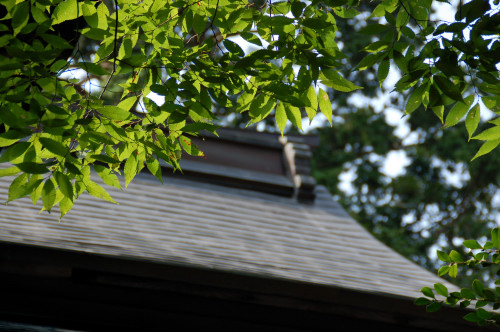 DSC_1684b.jpg
