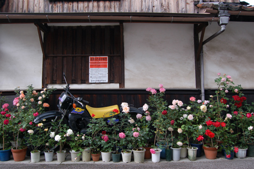 DSC_9294a.jpg