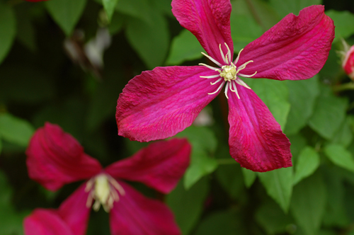DSC_9311a.jpg