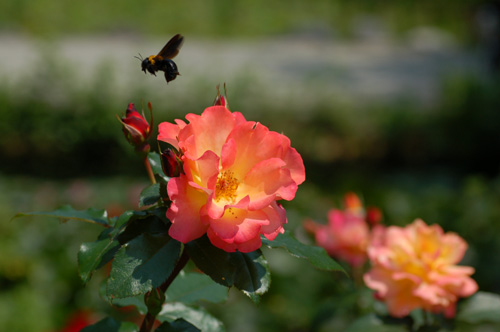 DSC_9321a.jpg