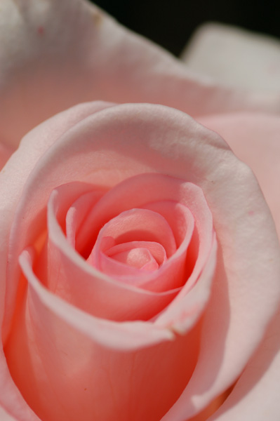 DSC_9331a.jpg
