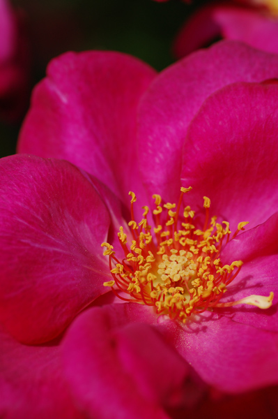 DSC_9335a.jpg
